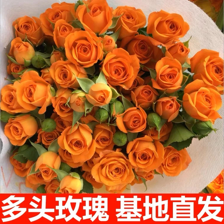 橙色芭比多头切花月季 超新进口品种 阳台庭院栽植