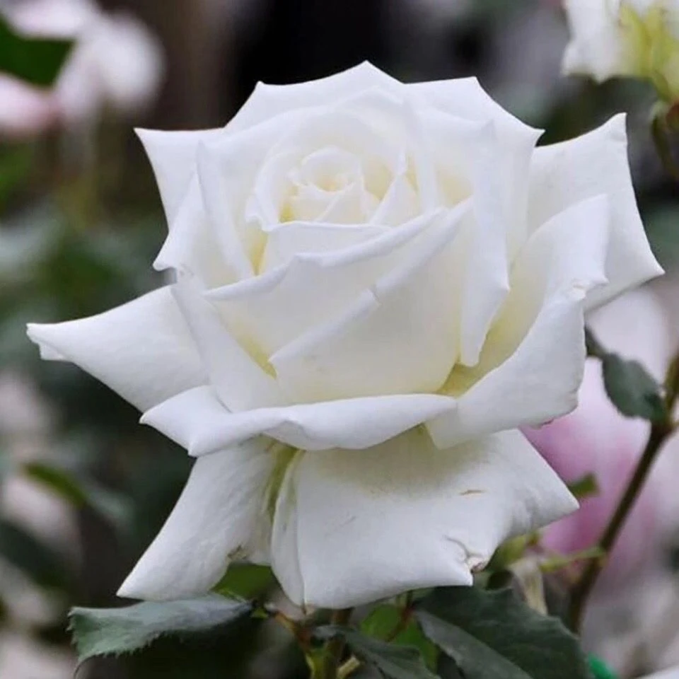 保罗二世纯白色的大花月季