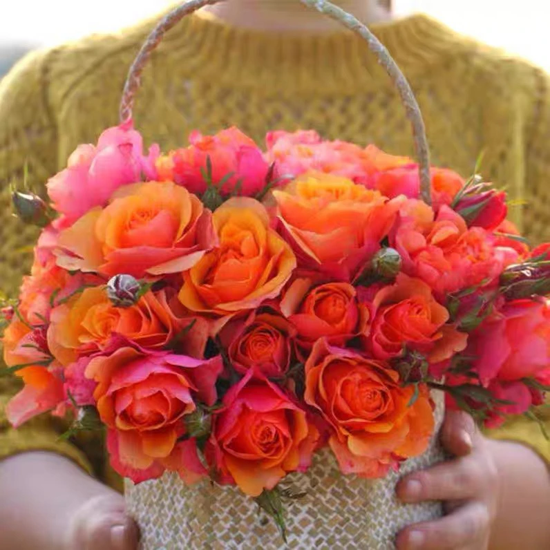 艾帕索多头浓香，四季开花，抗病能力特别强，小白必备款