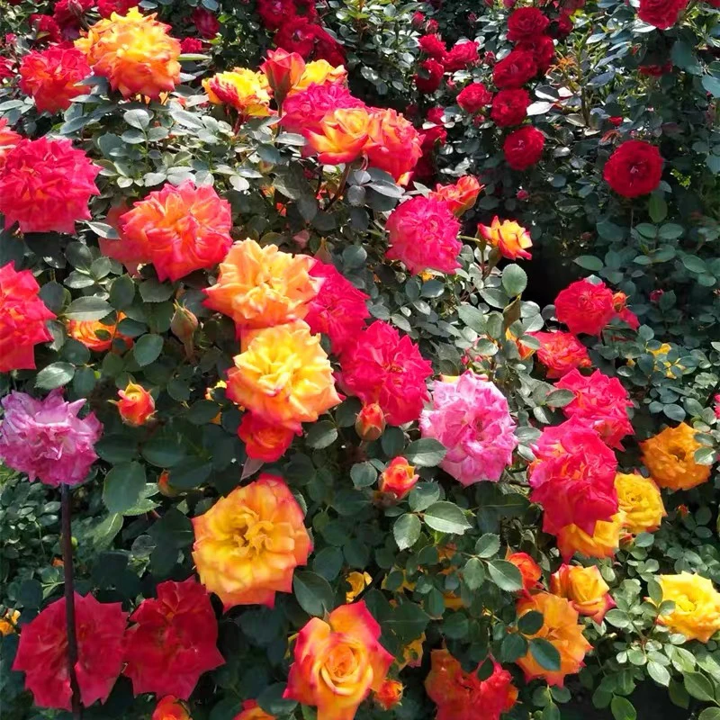 滕彩虹爬藤月季 四季开花 颜色鲜艳