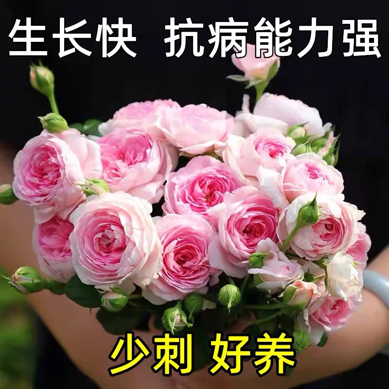 我的心爬滕月季 大花浓香 四季开花