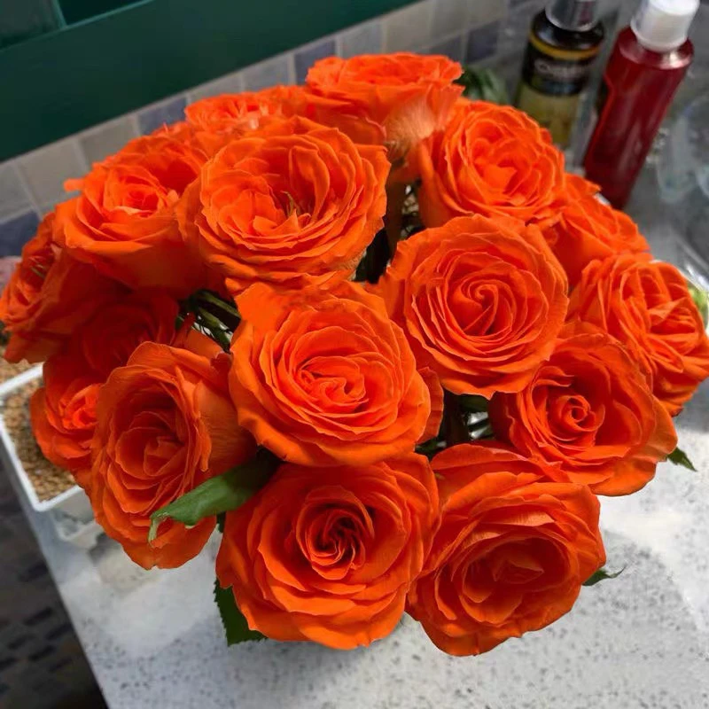 【老橙意】超新品 大切花玫瑰月季 四季开花老