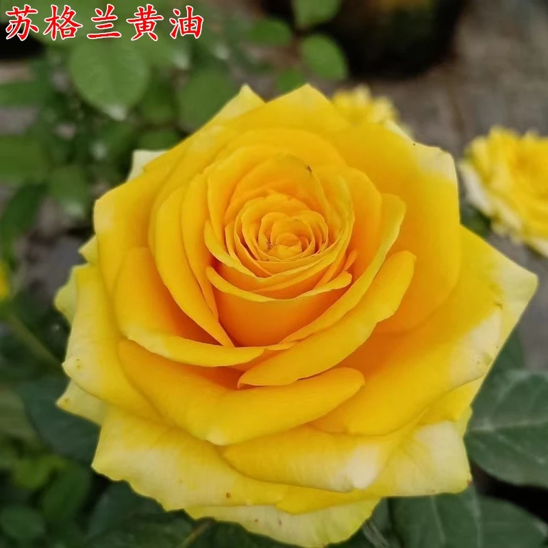 苏格兰黄油花卉大花四季开花月季玫瑰中的奢侈品