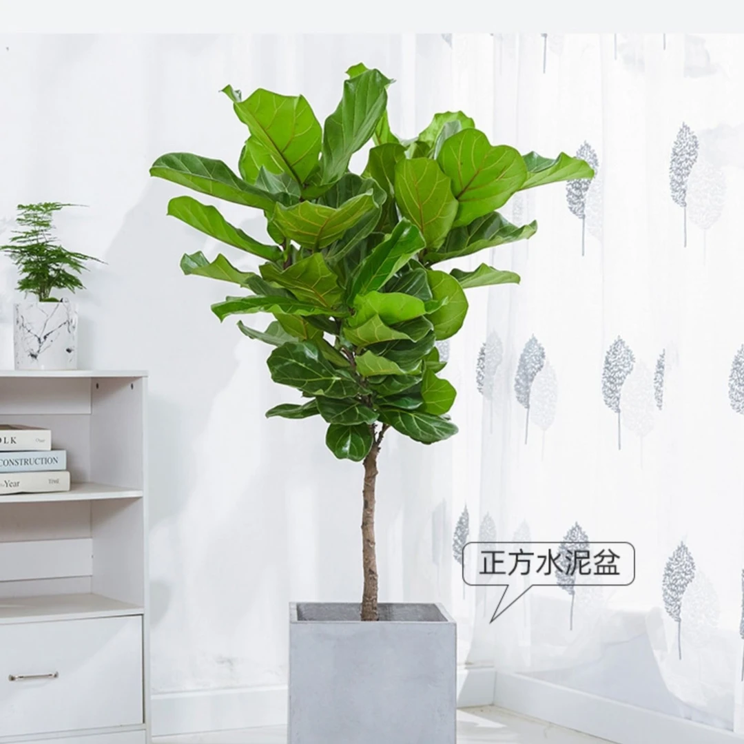 琴叶榕室内网红大绿植老桩苗 叶片自然晒斑介意勿拍