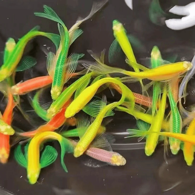 蝶翼斑马鱼龙凤翡翠淡水长鳍长尾小型观赏鱼古法灯科鱼混养好养活