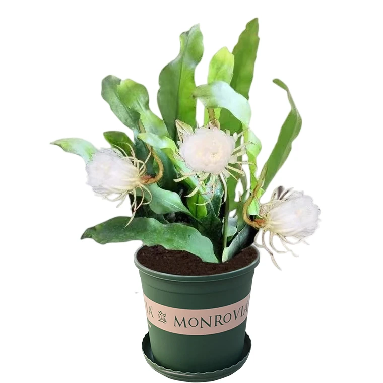 小叶昙花,带根苗,脱盆带少量土发货四季可食用特价印尼小叶昙花