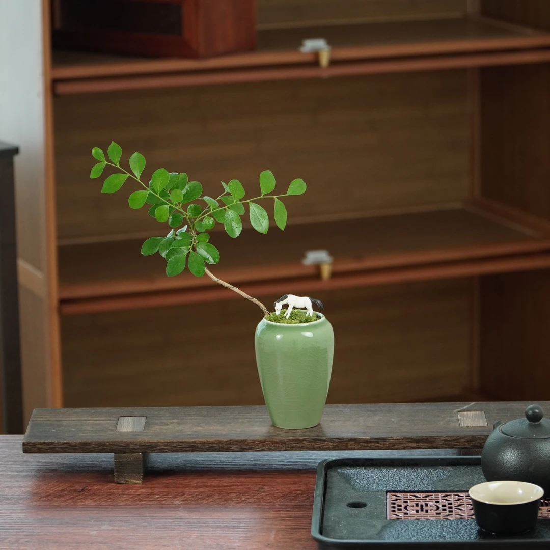 九里香植物花卉四季常青桌面绿植好养造型办公室内客厅摆件盆栽