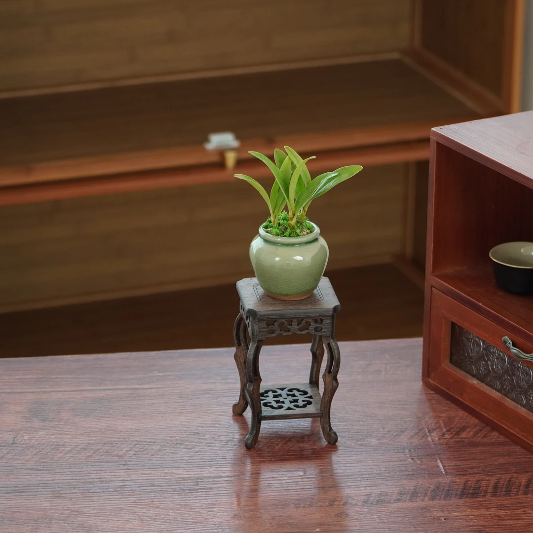 【红木底座】香水石斛植物花卉净化空气好养桌面绿植盆栽