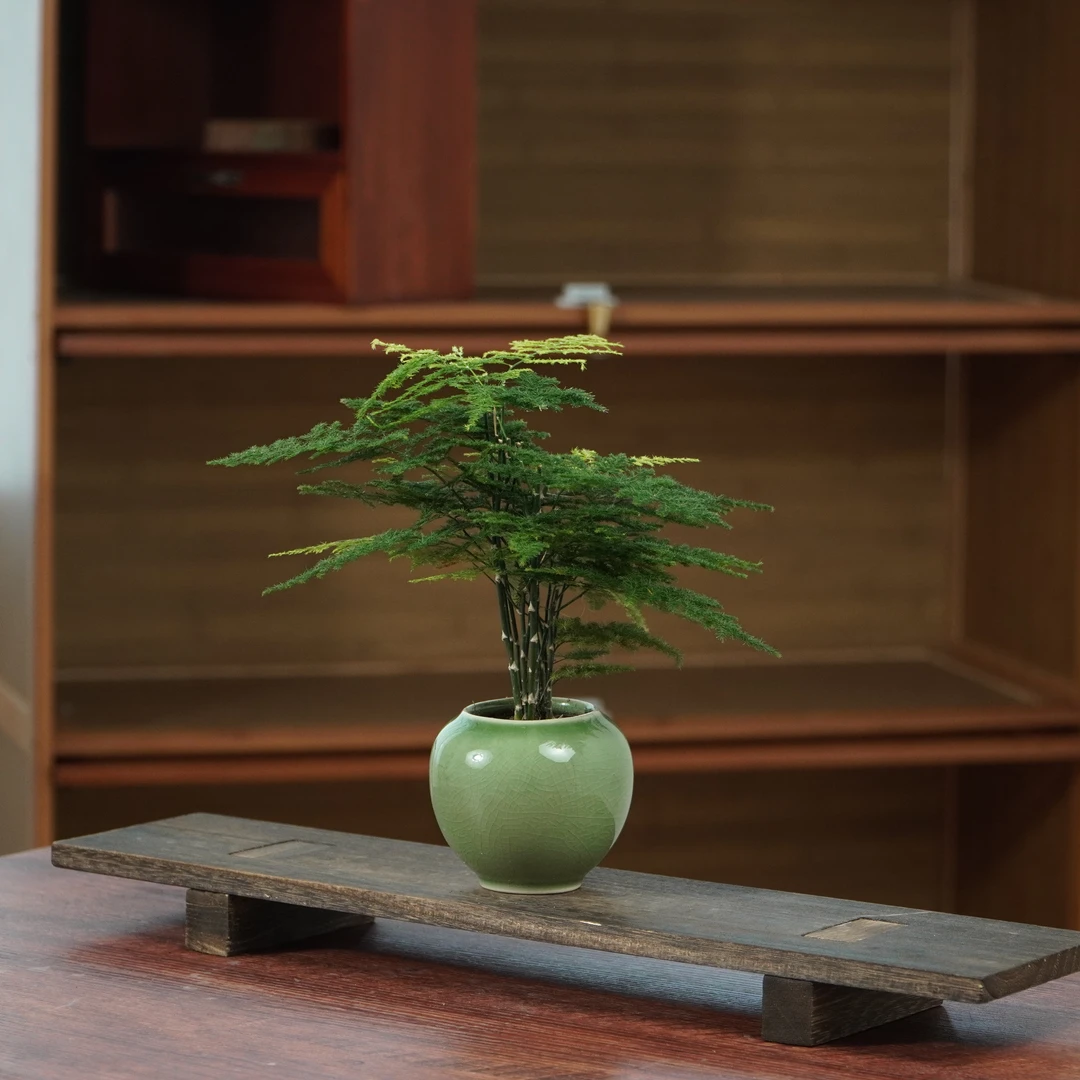 文竹盆栽植物室内客厅中式盆景好养桌面绿植办公室摆件创意花卉