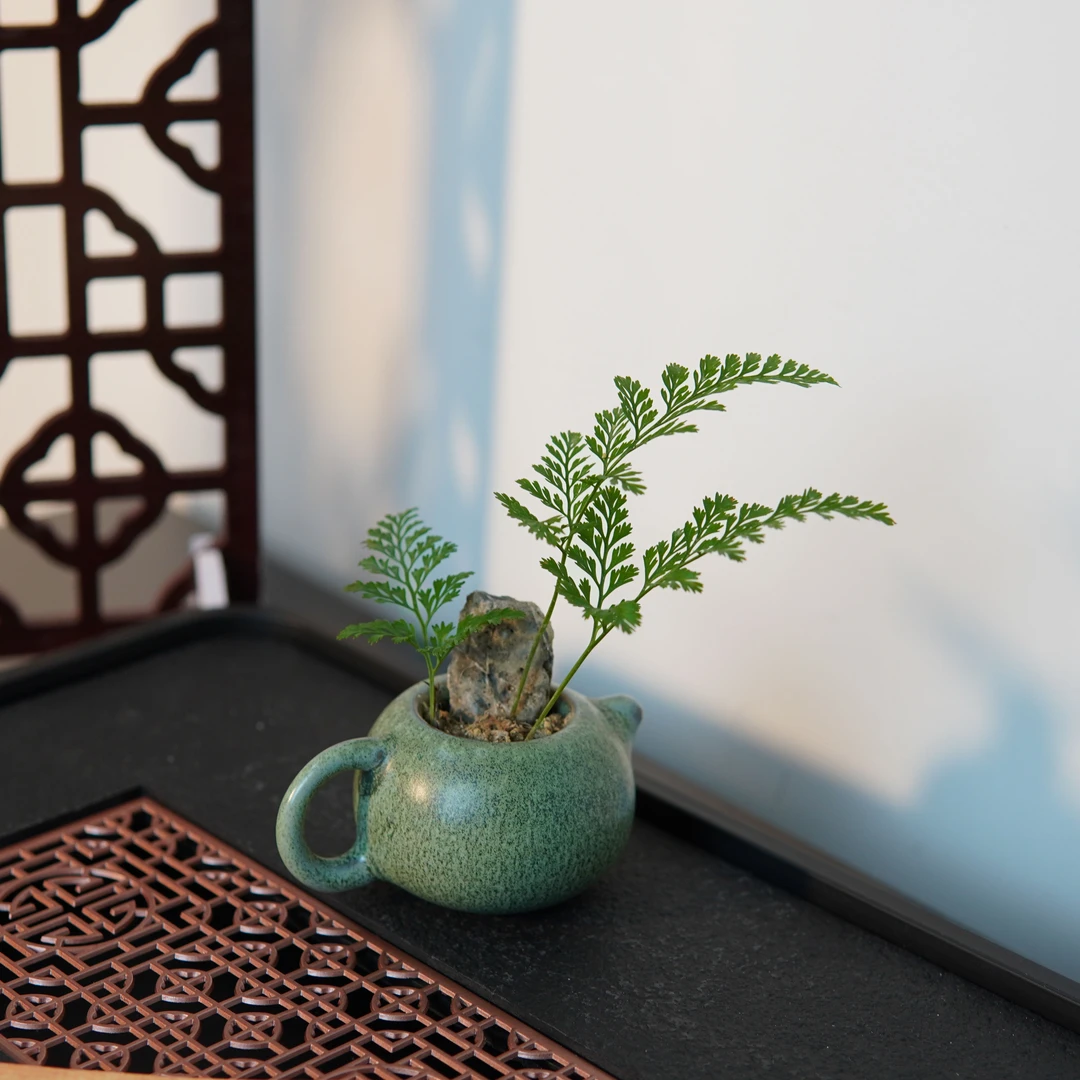 狼尾厥桌面小茶壶绿植造型盆栽好养