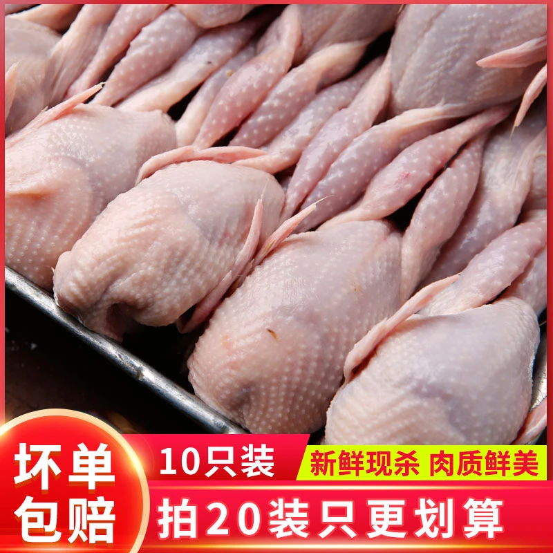 新鲜大母鹌鹑肉冷冻鹌鹑白条现杀活体炖汤红烧油炸烧烤生骨肉10只