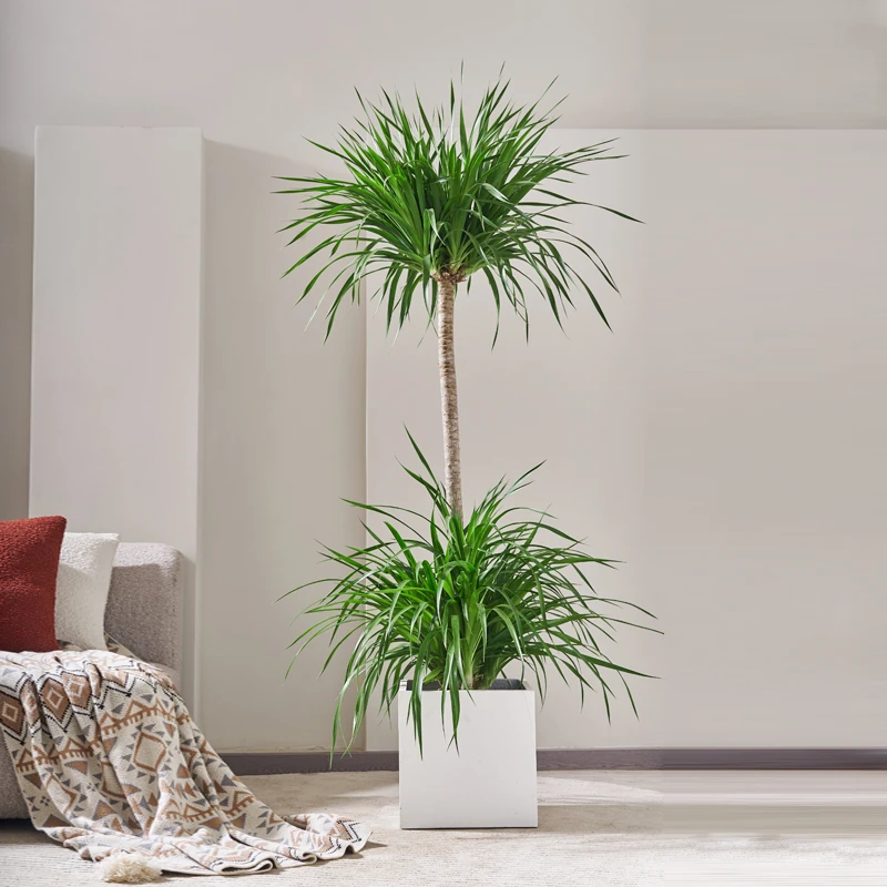 【直播】龙血树大型客厅绿植多层造型龙须树网红真植物盆景办公室