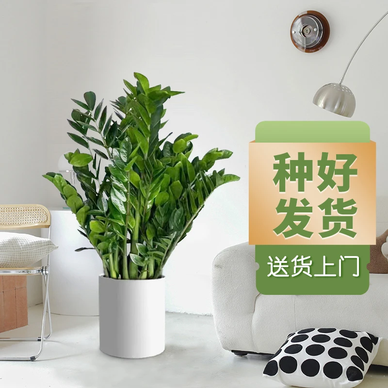 金钱树盆栽植物室内花卉大型客厅好养绿植大摇钱串子办公室招财树