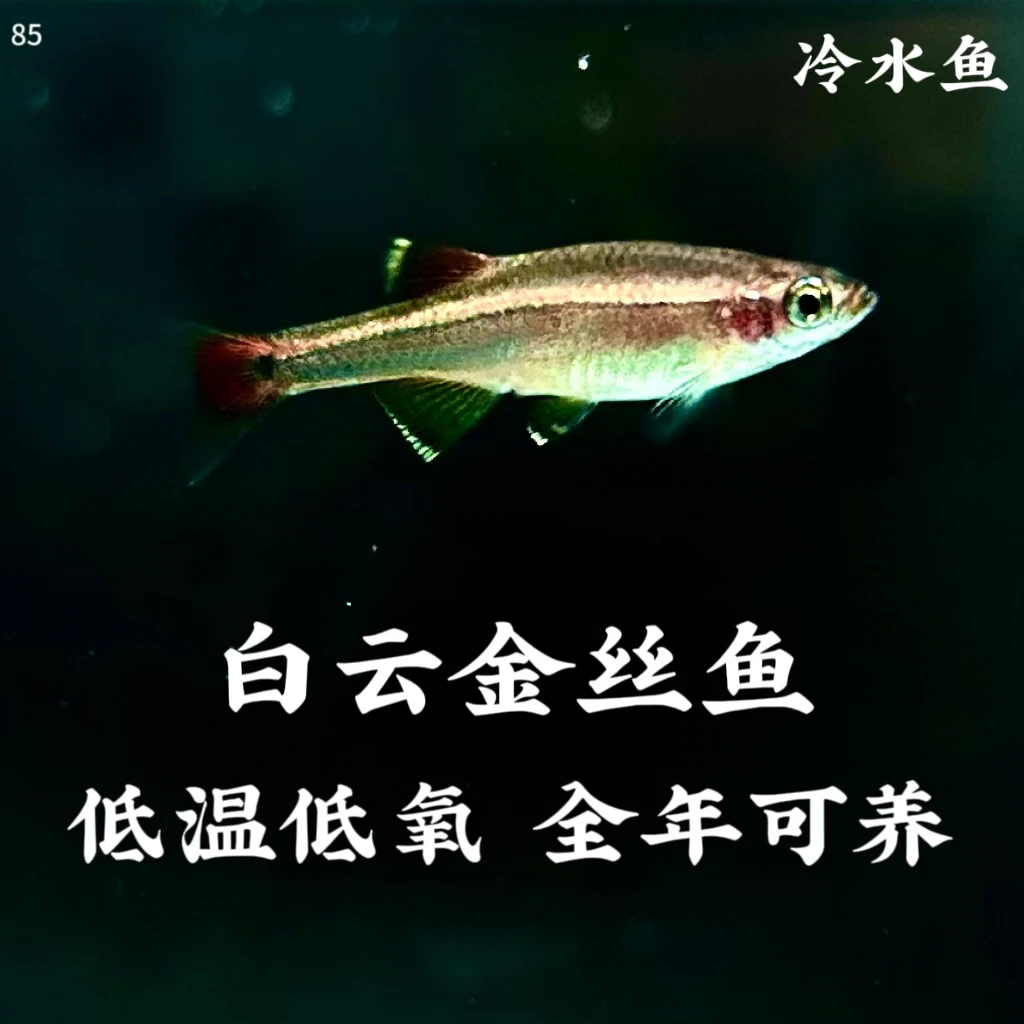 白云金丝鱼黄云金丝冷水鱼热带小型鱼淡水草缸灯科鱼低温好养耐活