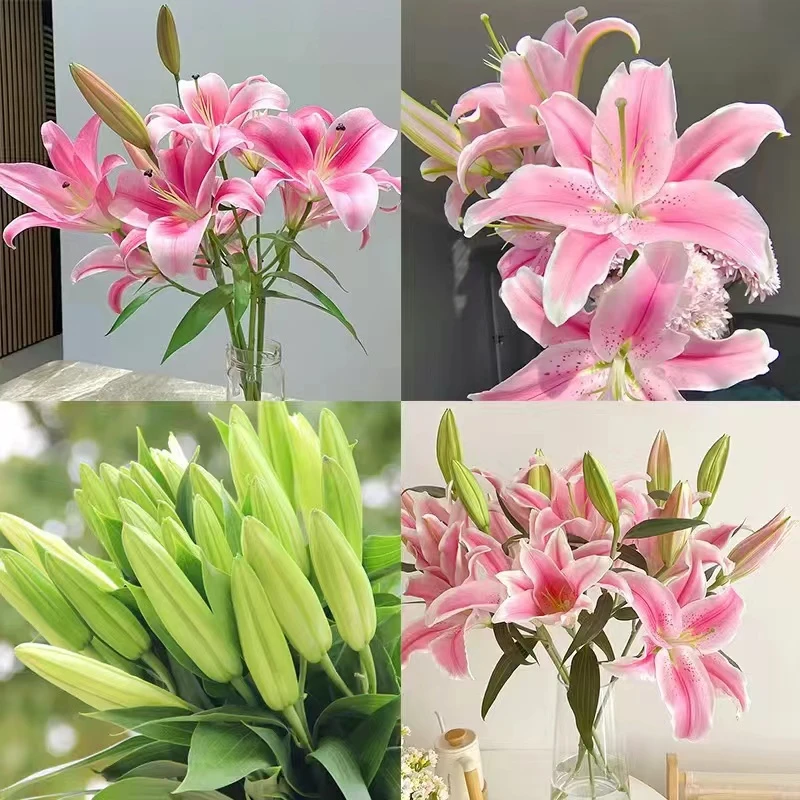 【新号开播福利】粉色香水百合福利