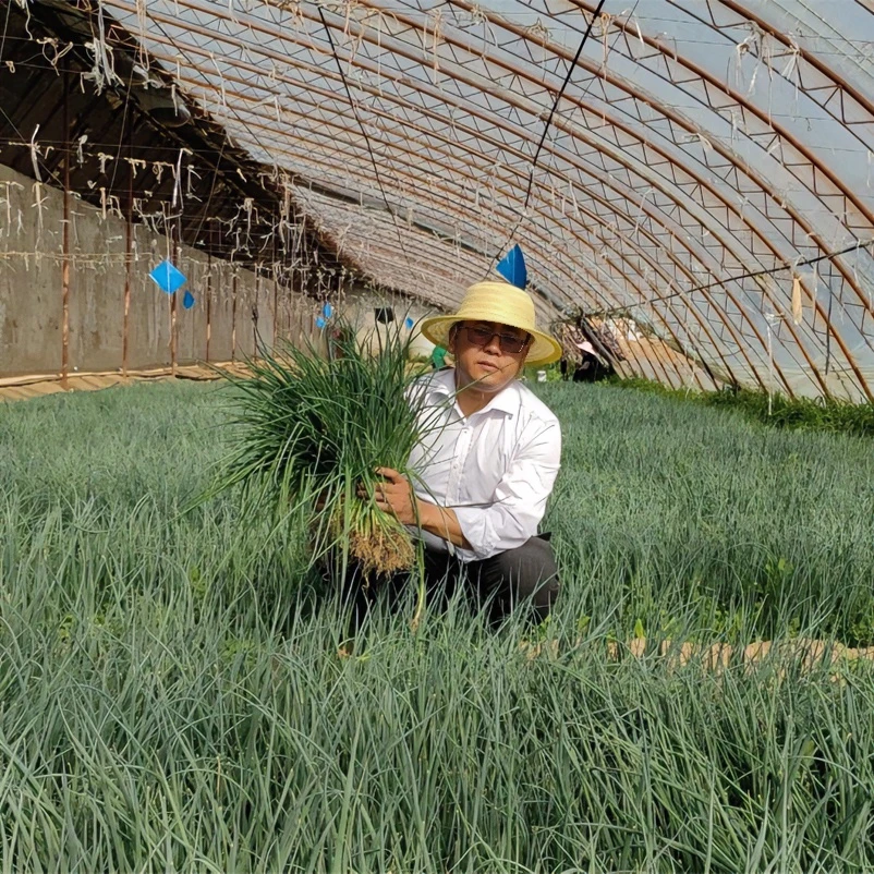 【社长推荐】青海互助2025年长白葱钢葱苗3斤装（包邮到家）