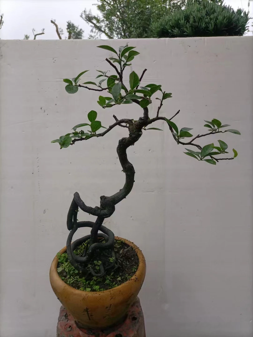 金弹子盆景人工桩