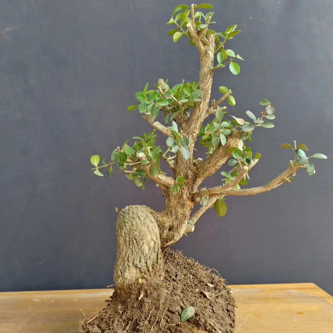 精品造型盆景素材老桩室内外栽植一物一拍