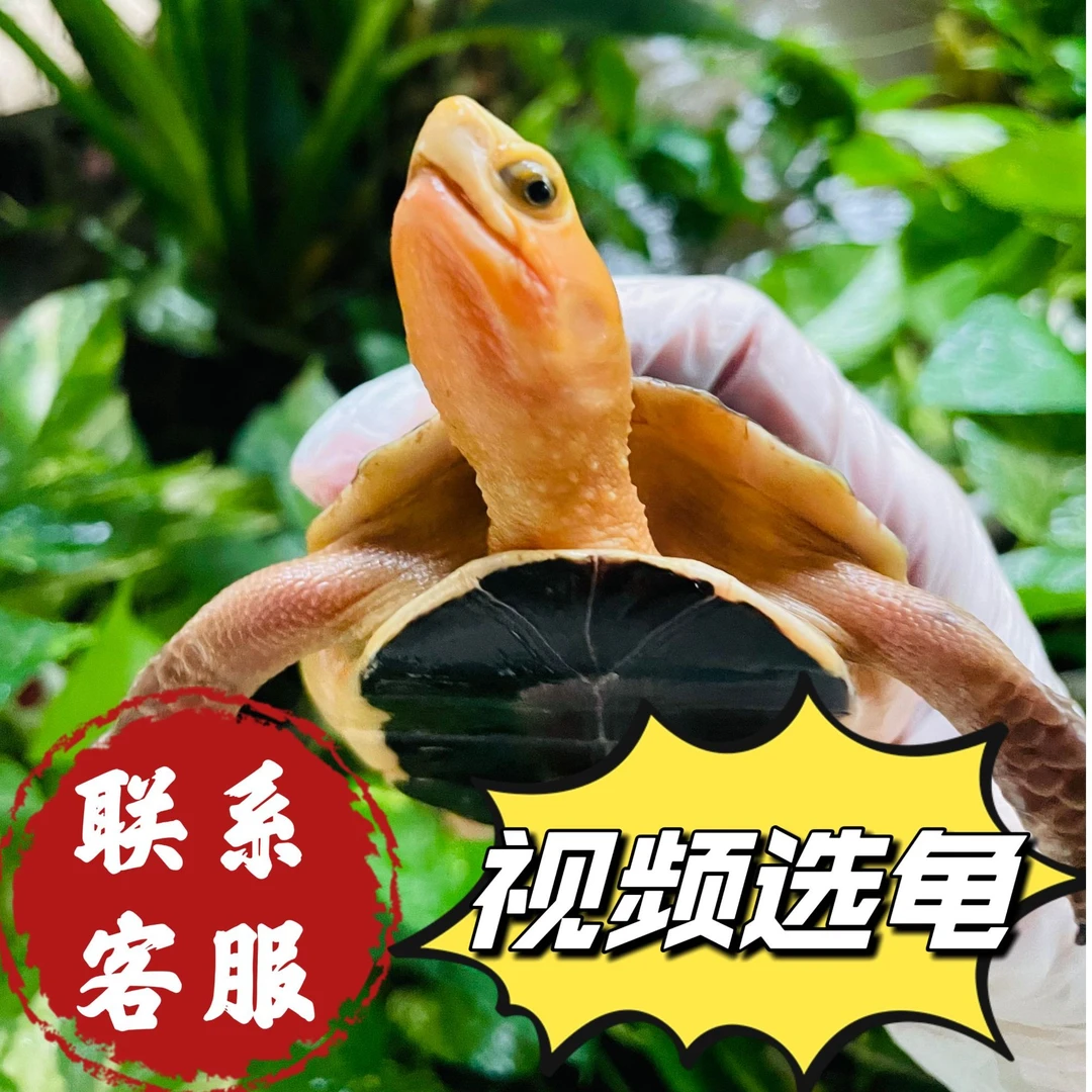 黄缘闭壳龟直播水龟安缘黄缘龟宠物观赏龟活体