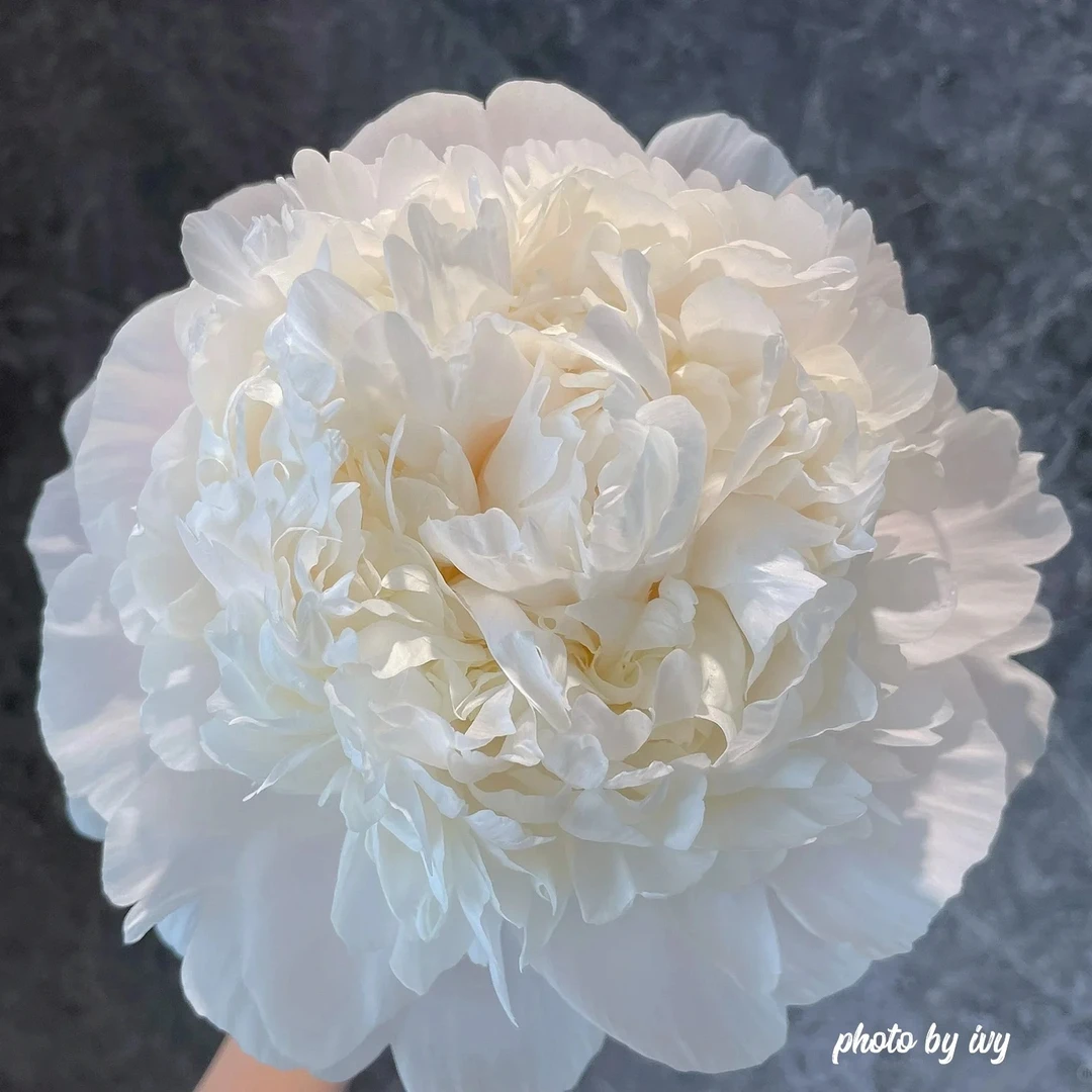 巴林顿月亮进口芍药花苗；2026年秋季发苗-先发肥料