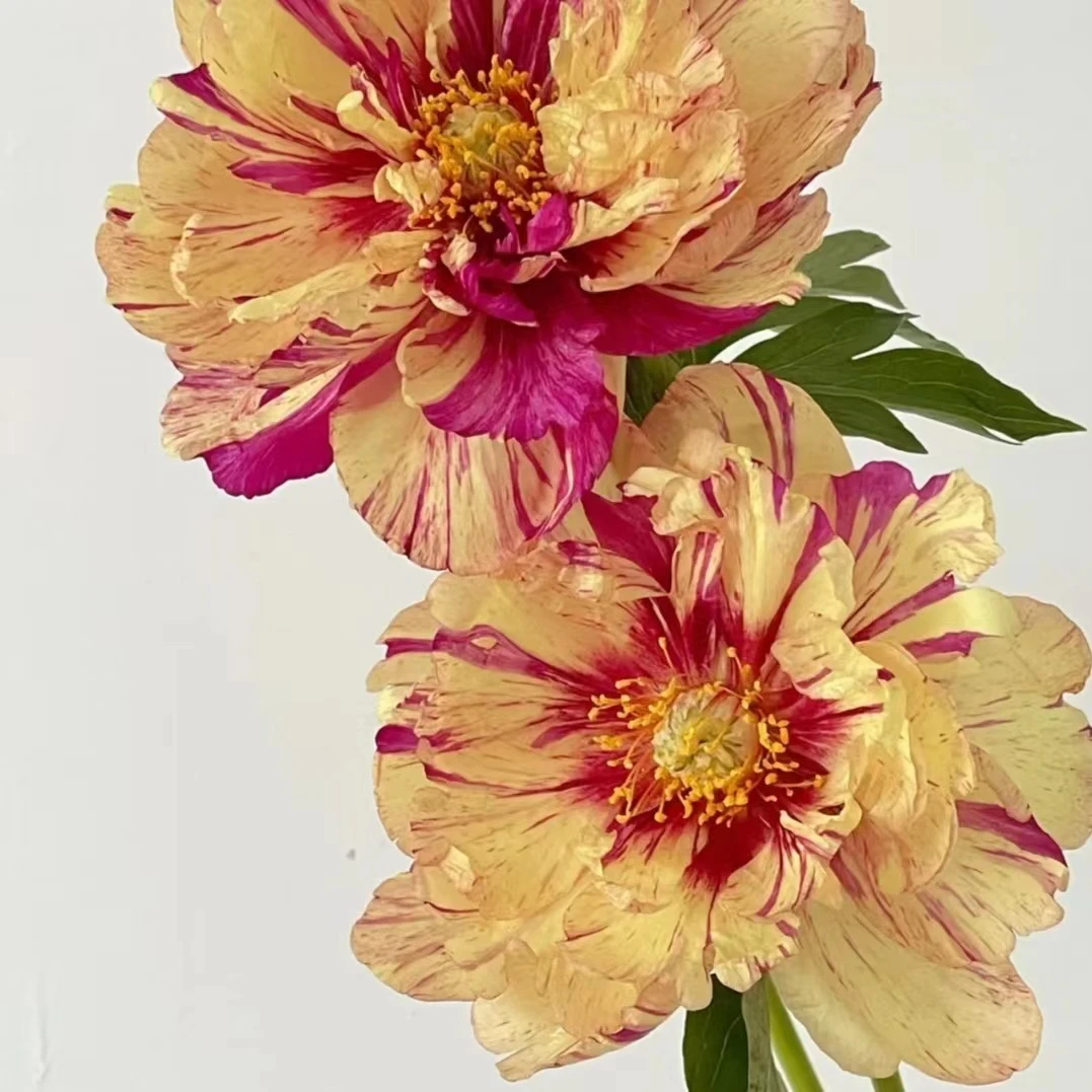 伊藤棒棒糖牡丹芍药杂交品种-2026年秋季发苗-先发肥料