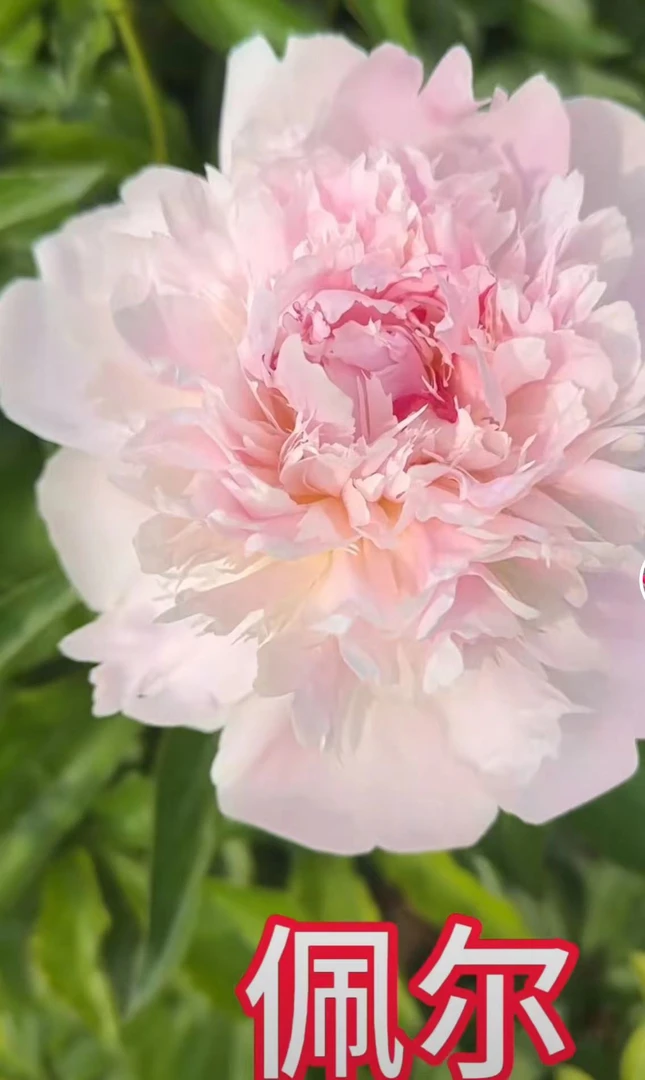 佩尔芍药花苗，秋天发货