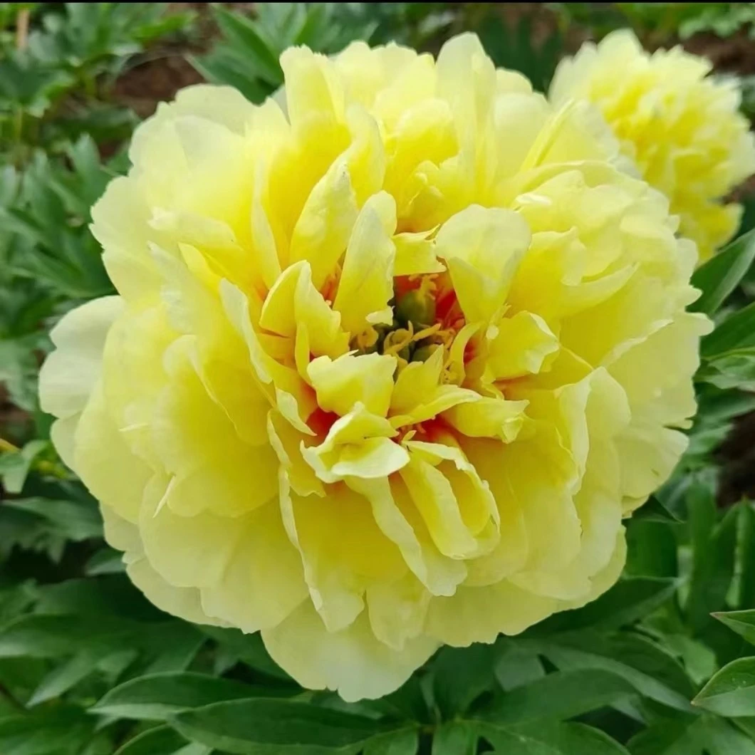巴茨拉芍药牡丹花苗；秋天发苗；先发肥料