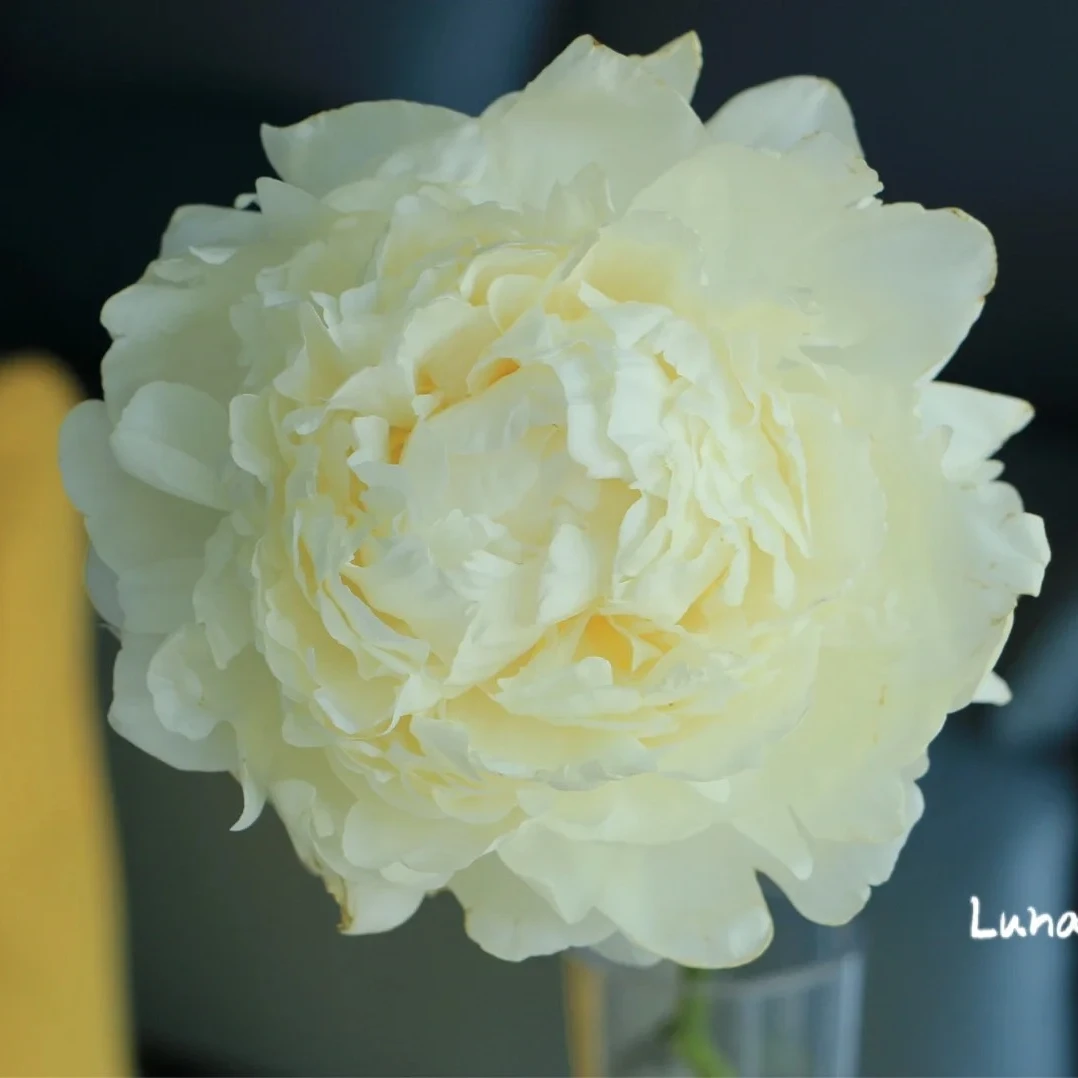 象牙塔进口芍药花苗，秋天发货