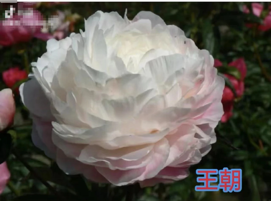 进口芍药王朝，先发肥料秋天发苗