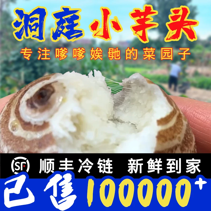 洞庭农家牛奶小芋头香芋头芋艿顺丰发货香甜软糯宝宝辅食减脂粗粮