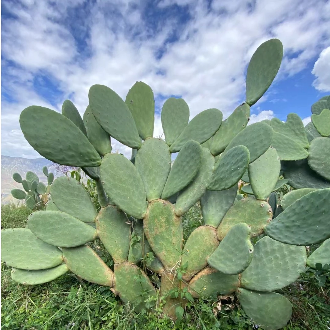 【钱城购】会泽小江梨果龙舌（黄果）仙人掌 食用种植一体新鲜