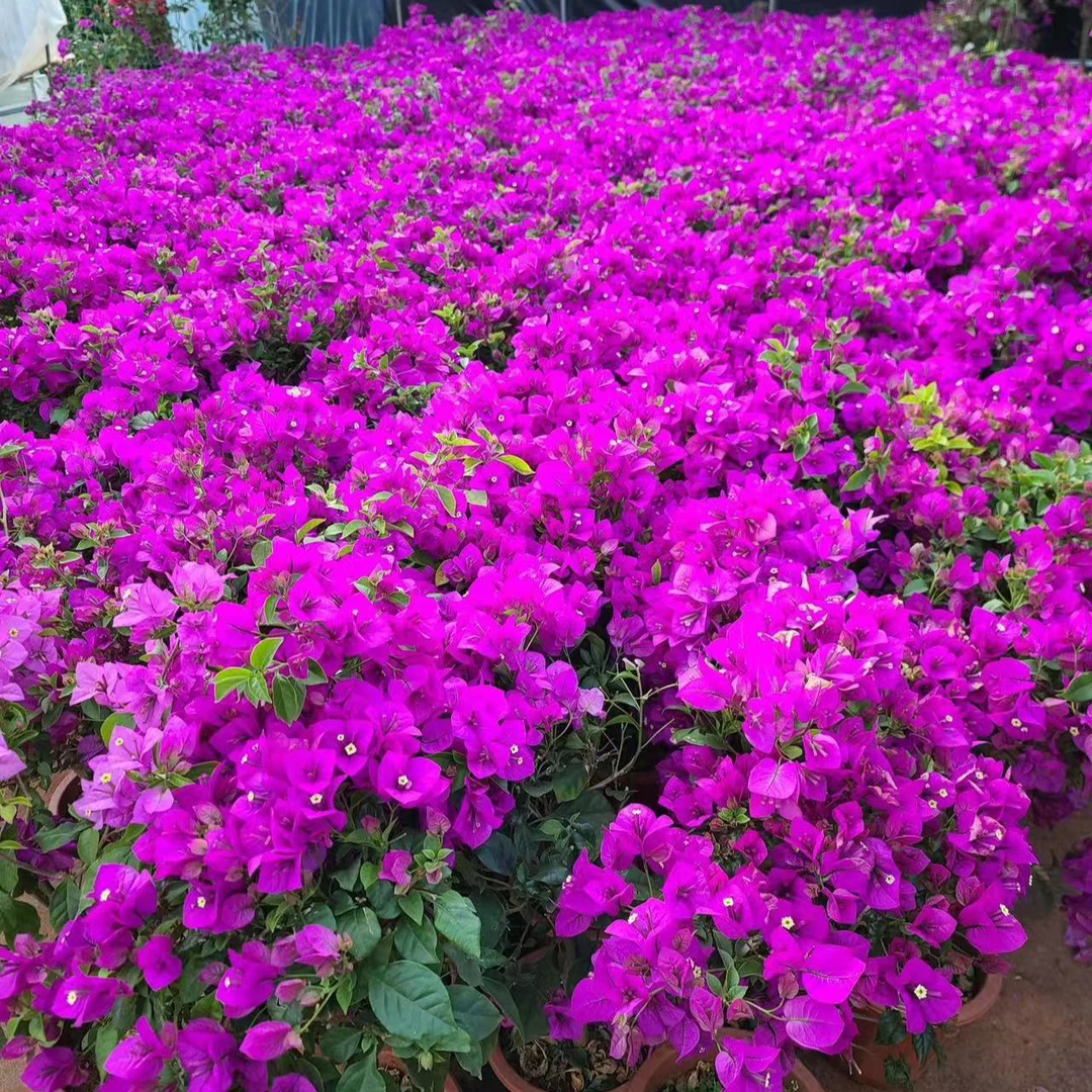 新云南紫三角梅花苗老桩（修剪发货不带花介意慎拍）