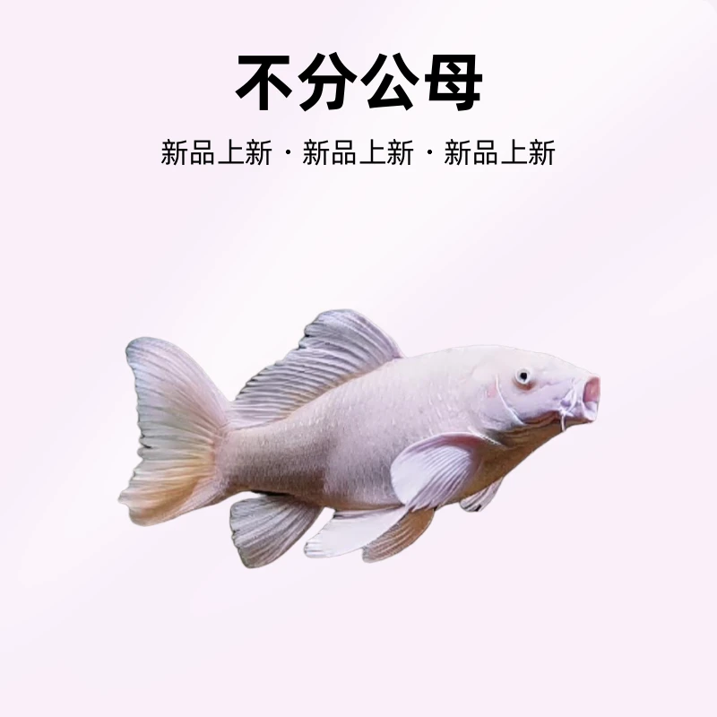 观赏鱼蝴蝶鲤小苗