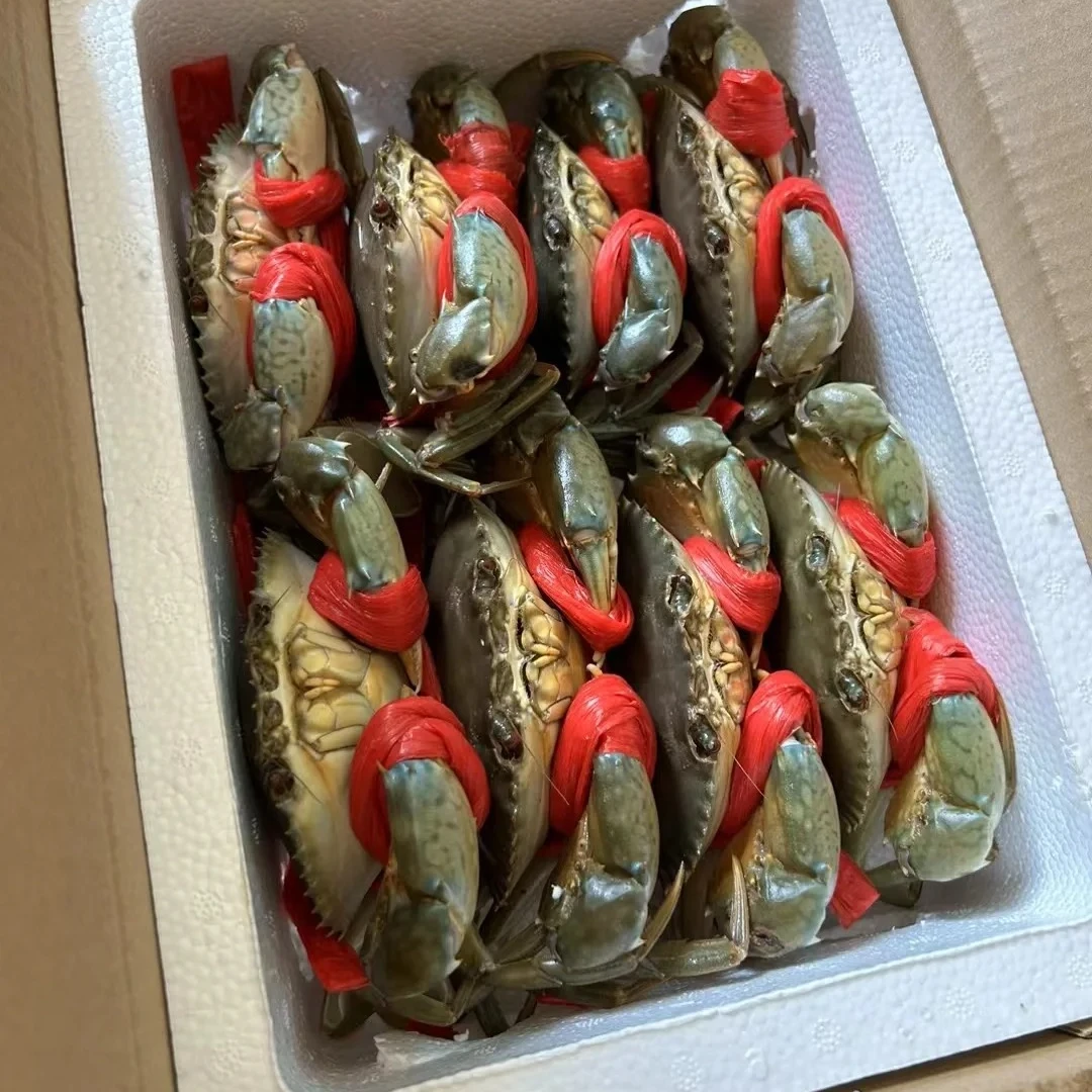 东山岛红树林红膏蟹鲜活饱满野生红鲟全膏青蟹菜鲟公蟹送礼佳品