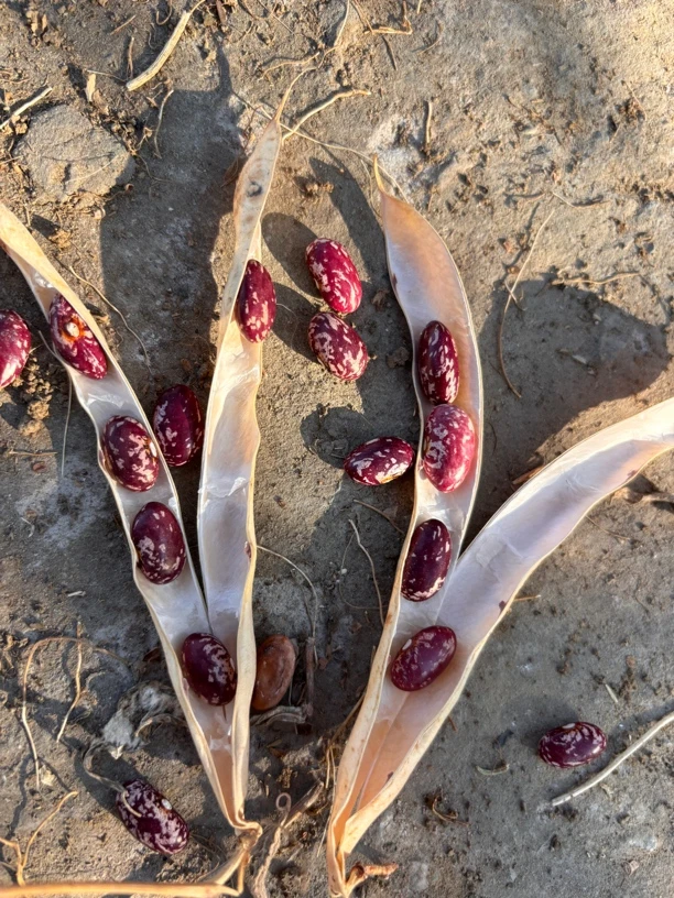 云南四季豆干花豆红豆