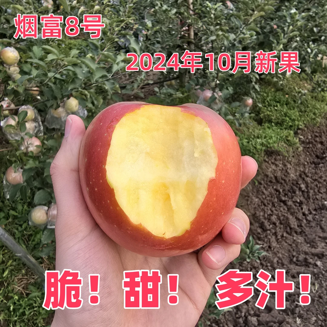 烟富8号苹果脆甜水果红富士应季冰糖整箱新鲜包邮当季批发