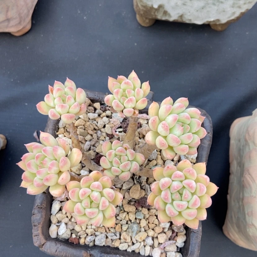 【闪购商品】麦达斯