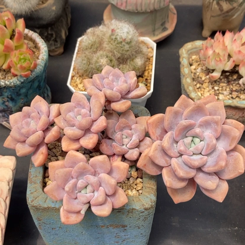 【闪购商品】克洛伊