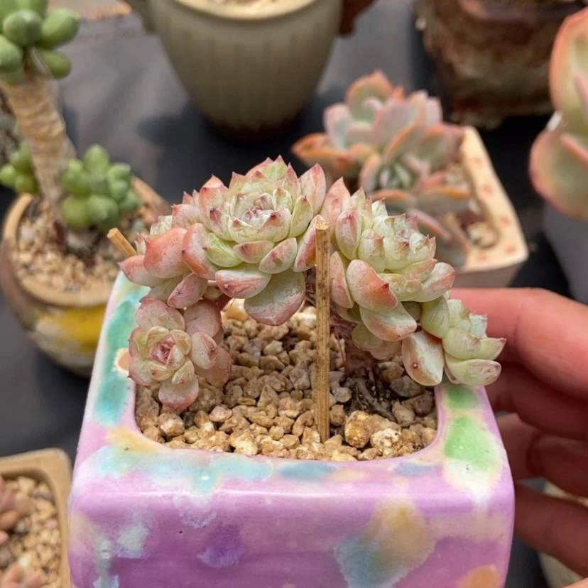【闪购商品】冰魄树