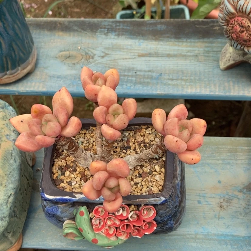 【闪购商品】桃花源