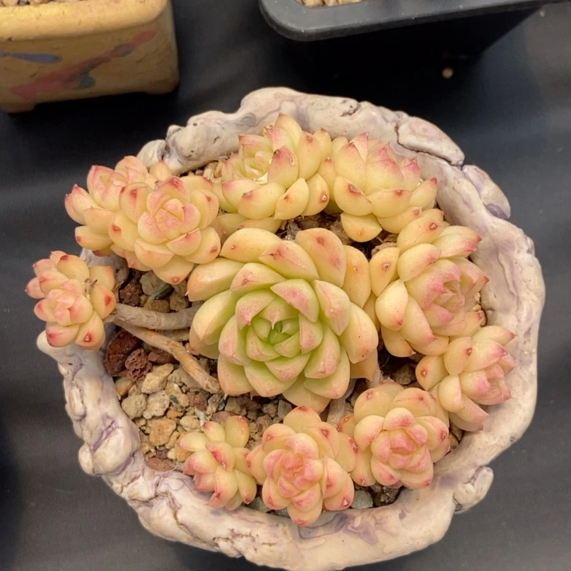 【闪购商品】女王群