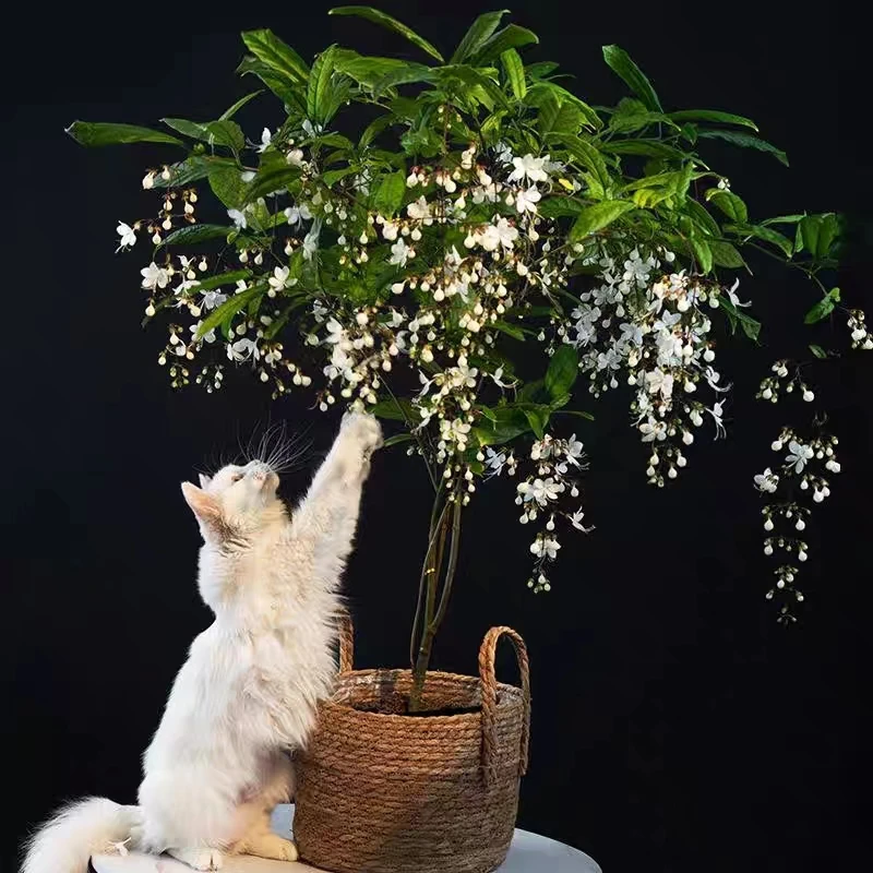 泰国垂丝茉莉室内春节网红爆花好养盆景