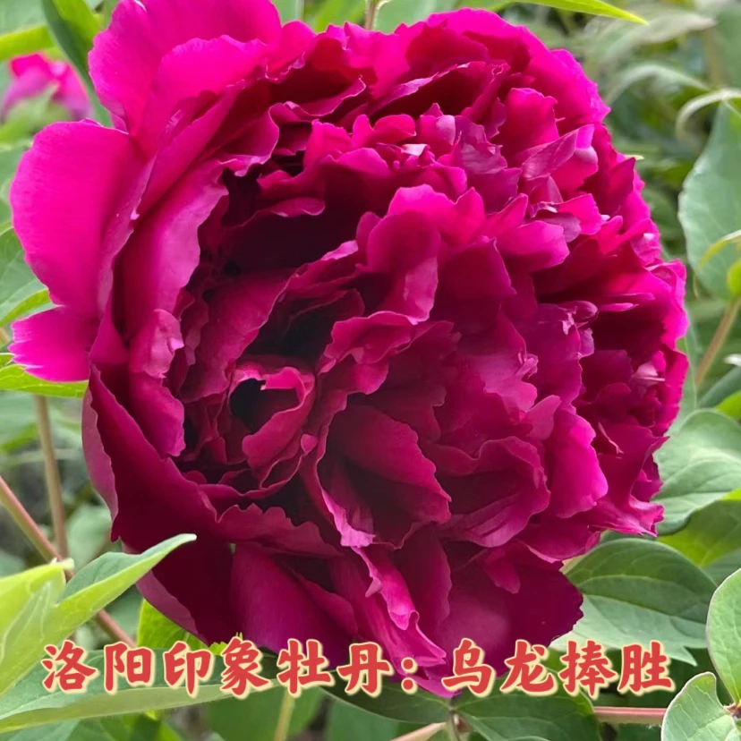 【乌龙捧胜】紫红色好养护分枝高富贵老盆精品盆栽牡丹洛阳基地直