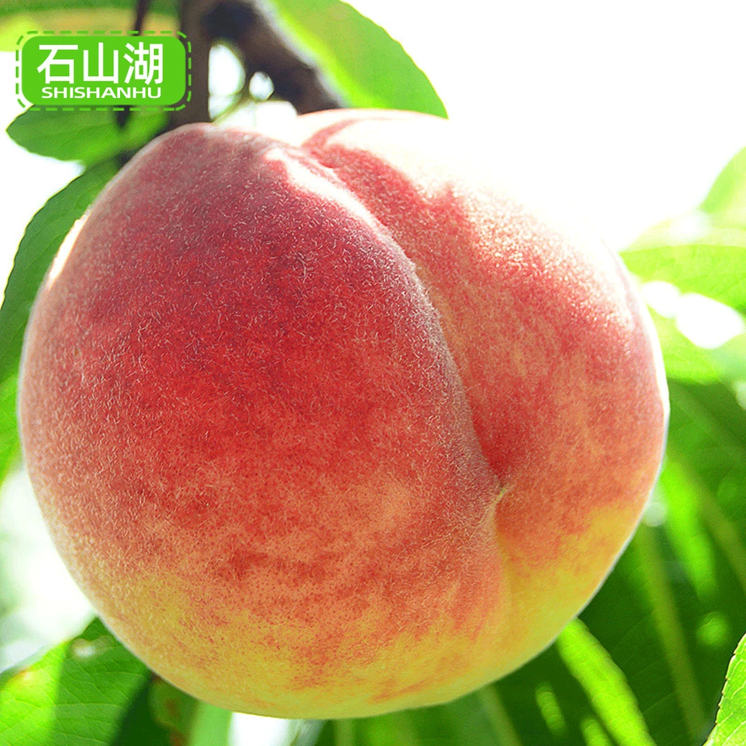 正宗水蜜桃软硬脆桃香水蜜桃5斤带箱孕妇新鲜多汁湖北现摘现发