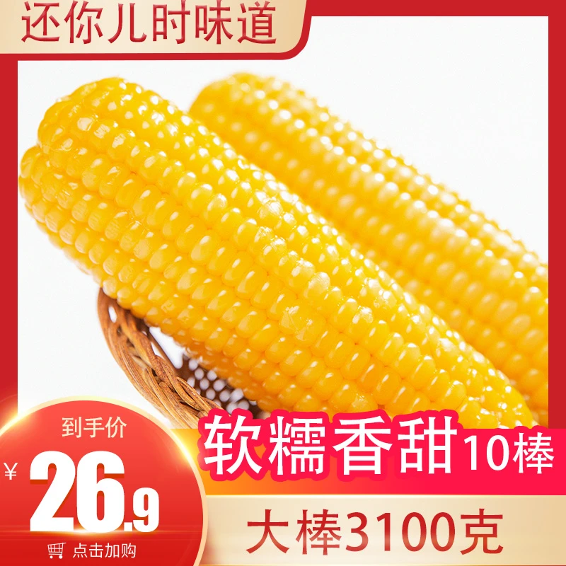 主播推荐【10只大果3100克】单只280-350克 黄甜糯玉米软糯好吃甜黏