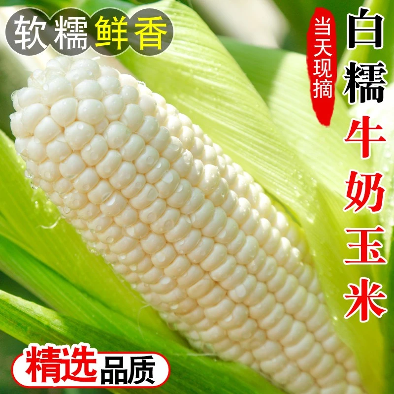 新鲜白糯玉米3/5/9斤当季整箱甜玉米棒子苞谷牛奶玉米蔬菜现摘