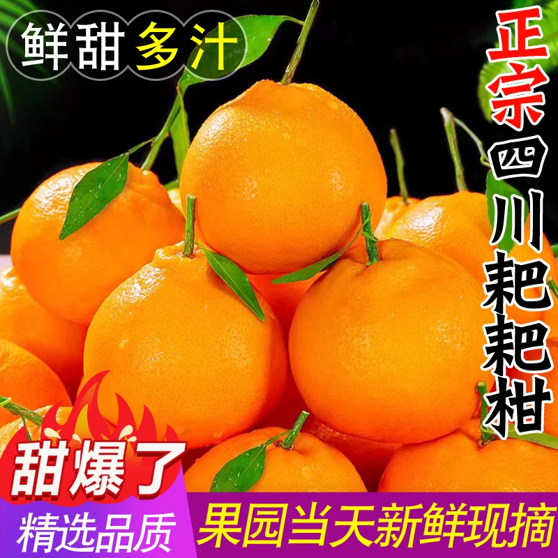 四川春见耙耙柑4.5斤粑粑柑橘子新鲜水果当季整箱丑桔八怪特甜