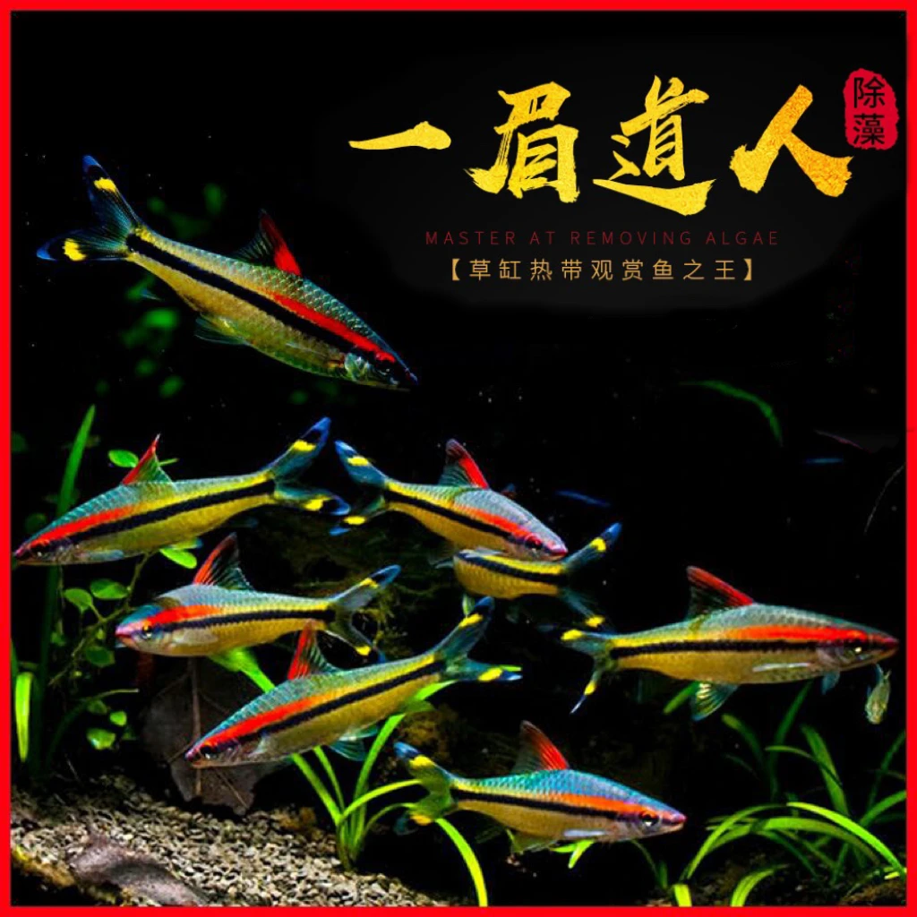 一眉道人鱼小型淡水鱼缸草缸群游好养易活热带观赏鱼活体