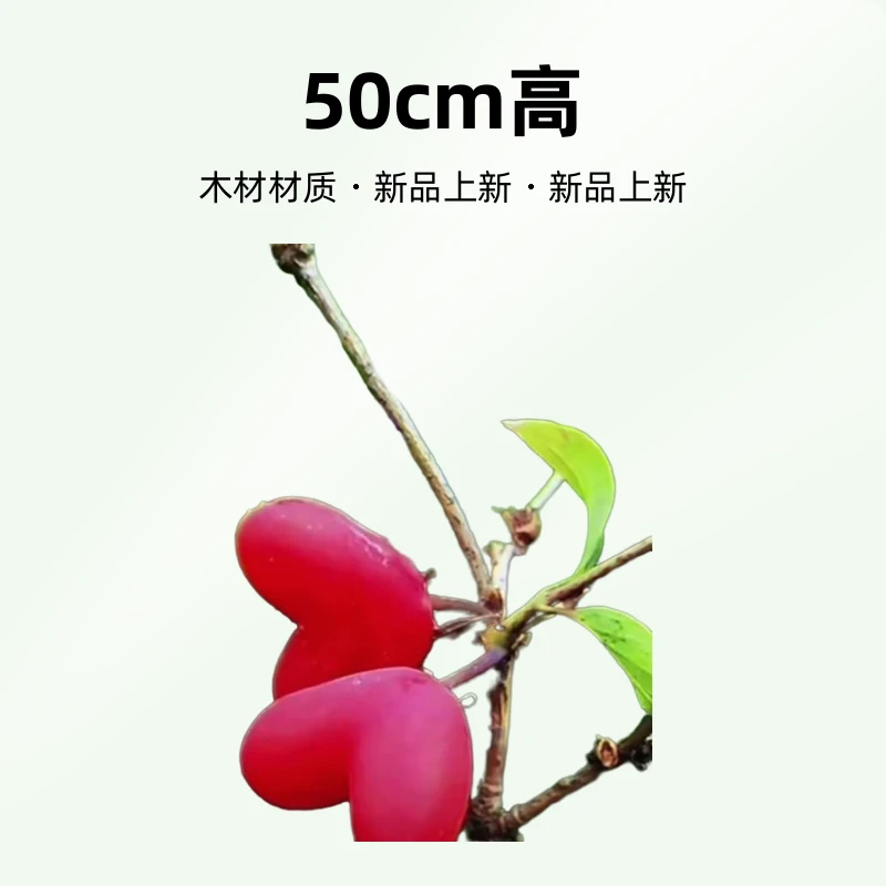 爱心果盆景素材（不包邮）又名叉巴果——驴托布袋–裤裆果