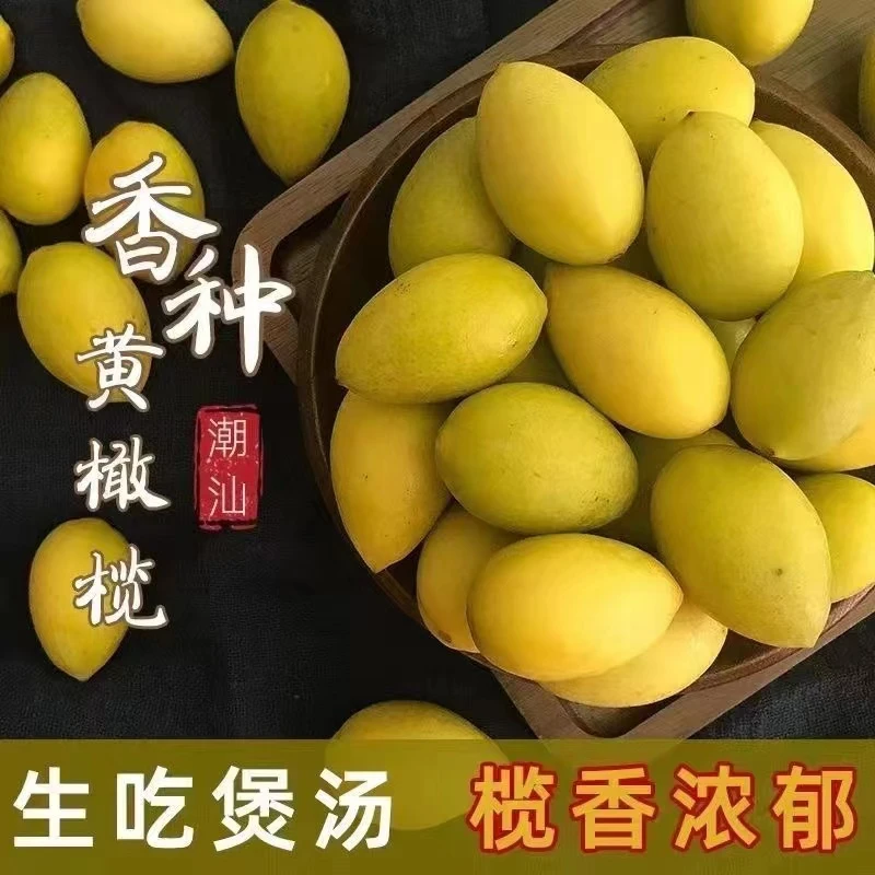 潮汕金灶本地香黄橄榄生吃 煲汤 榨汁 一斤装橄榄味十足 不甜的